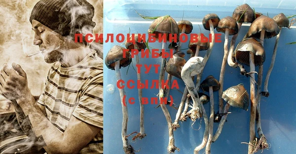стаф Новозыбков