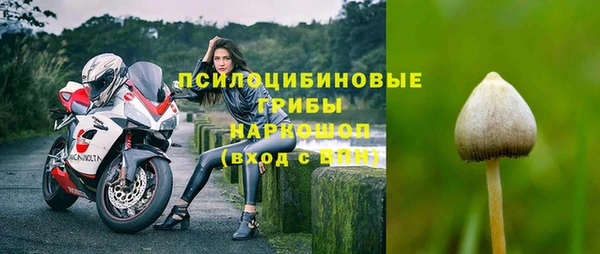 стаф Новозыбков
